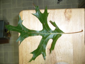 quercus velutina quercus velutina